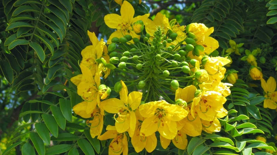 <p><strong>Common Name</strong>: Alexandrian Senna</p><p class="is-empty is-editor-empty has-focus"><strong>Parts Used</strong>: Dried leaflets and pods (fruits)</p><p class="is-empty is-editor-empty has-focus"><strong>Use/s</strong>: <strong>Anti-fungal</strong>; diabetes, skin hyperpigmentation</p><p class="is-empty is-editor-empty has-focus"><strong>Major Metabolites</strong>: <strong>Senosides A &amp; B (anthraquinone glycosides)</strong></p>