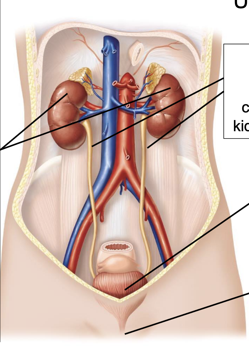 <ul><li><p>paired ureters (carry urine from kidneys to bladder)</p></li><li><p>bladder (temporarily stores urine)</p></li><li><p>urethra (carries urine from bladder to the outside of the body)</p></li></ul><p></p>