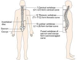 <p>Regions of the Vertebral Column</p>