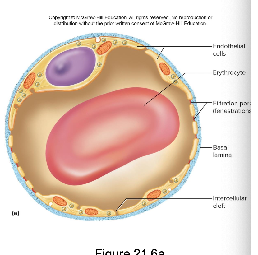 <p>endothelial cells have filtratiion pores facilitating exchange </p><p>commonly in kidneys</p>