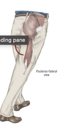 <p>Hip Extension </p>