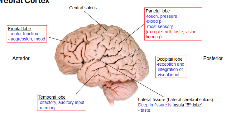 <p>the primary somatosensory cortex (in the postcentral gyrus)</p>