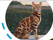<p>the rosette shaped marking found in jaguars and leopards, often seen in bengals and ocicats</p>