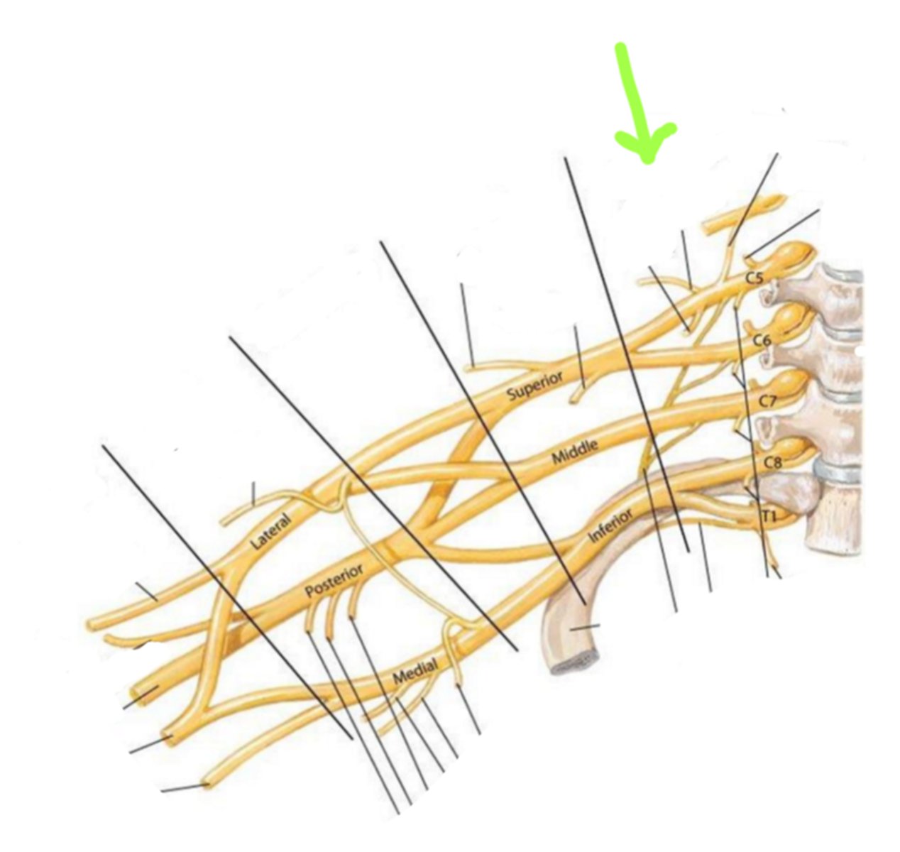 <p>Identify the structure indicated by the arrow</p>