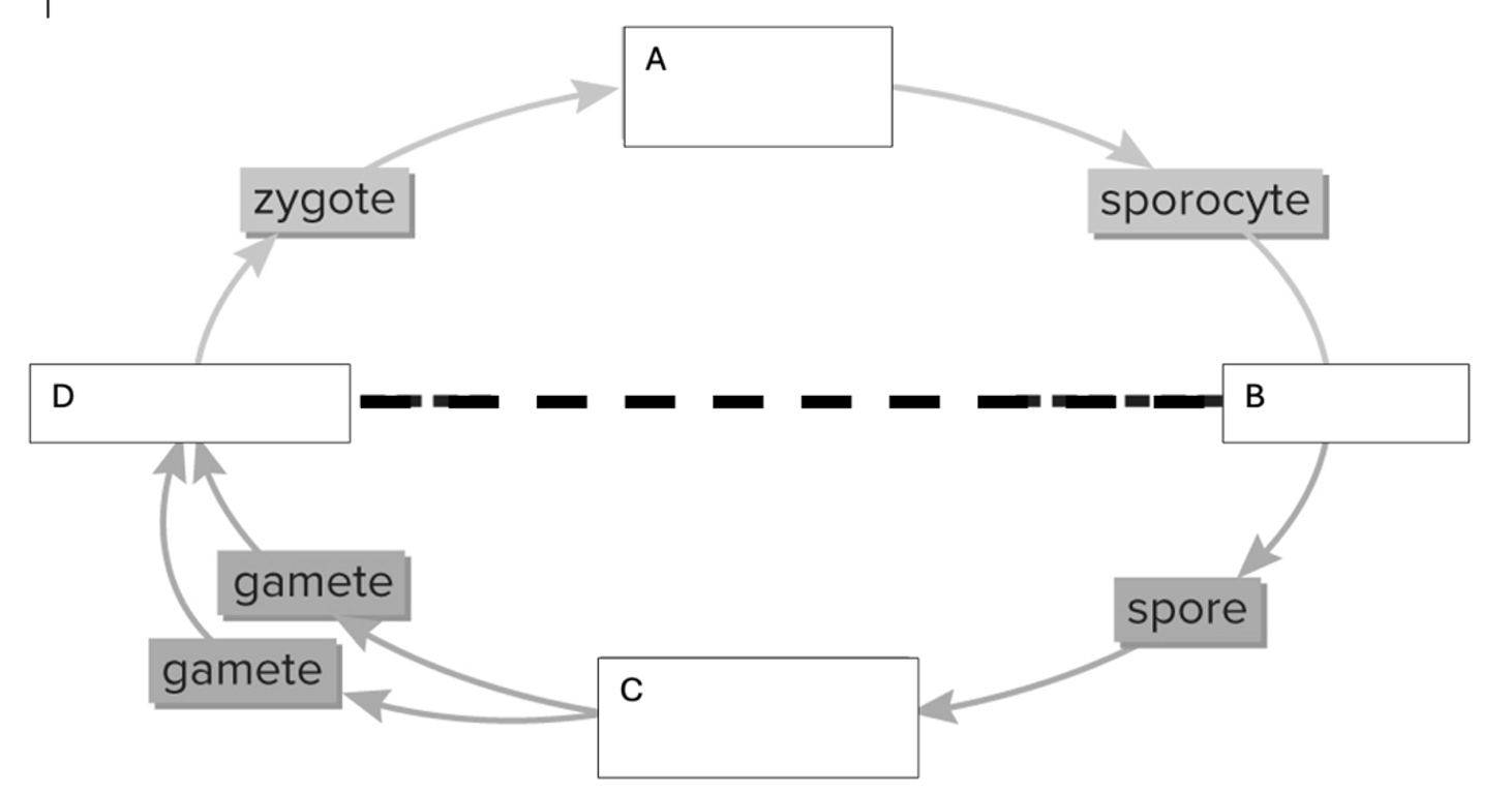<p>Which are stages are 2n?</p><p>A. Below the line</p><p>B. Above the line</p><p>C. The sporocyte and spore</p><p>D. The gametes and zygote</p>