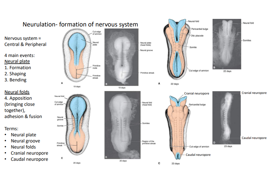 <p>At 20 days, the notochord induces the neural plate to fold towards the midline, forming the neural fold, neural groove and immature somites. By day 22, the neural folds rise and the neural groove deepens, causing the neural folds to adhere and fuse. By day 22, there is complete appositioning of the neural folds except for the cranial and caudal neuropore, which remain open. By now, somites have developed and the formation of the neural tube from the neural plate is complete.</p>