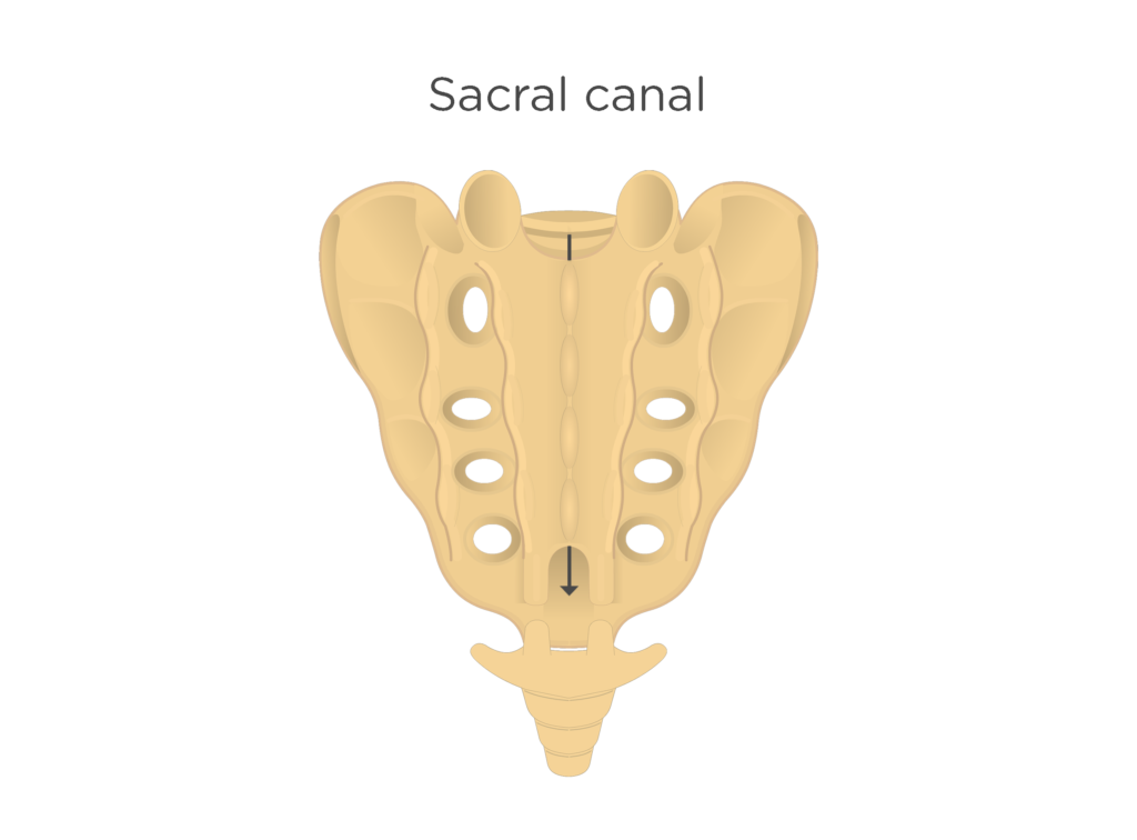 <p>What opening of Vertebral Column?</p>