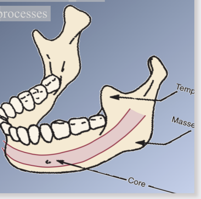 <p>ROTATION OF JAWS DURING GROWTH-Mandible-2</p>