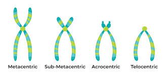 <p>centromere is off of middle by a liitle</p>
