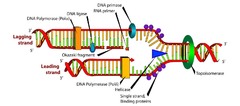 <p>1) Helicase- unwinds the parental double helix</p><p>2) DNA topoisomerase - upstream of helices alleviating torsional strain</p><p>3) Single-strand binding proteins (SSBP) stabilize unwound DNA, aided by DNA gyrase.</p><p>4) Primase synthesizes a short RNA primer for DNA polymerase to bind to in the 5' to 3' direction to start replication on each strand.</p><p>5) DNA polymerase synthesizes the leading strand in 5' to 3' direction while the lagging strand is made discontinuously by primase making short pieces and then DNA polymerase extending these to make Okazaki fragments.</p><p>6) DNA ligase joins the Okazaki fragments together</p>