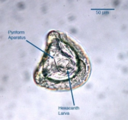 <p>what is it</p>