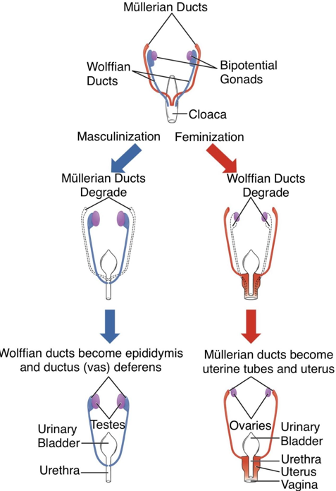 <p><span>In females the Mullerian ducts carry egg gametes</span></p>