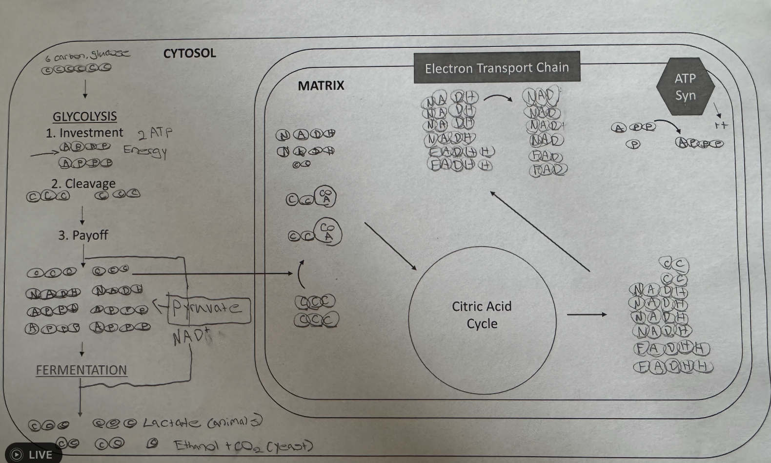 knowt flashcard image