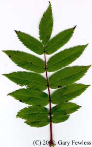 <p>Mountain ash</p>