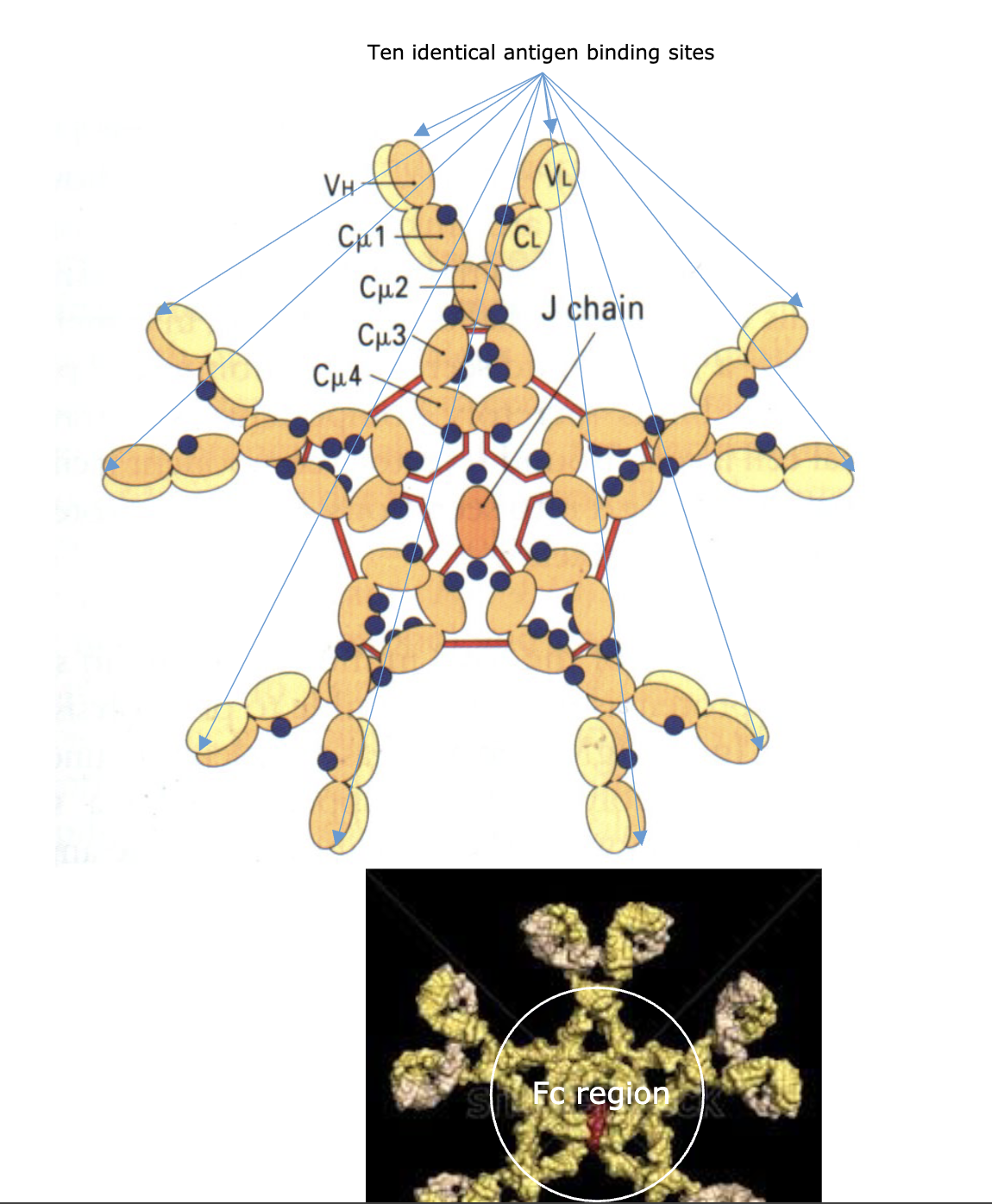 term image