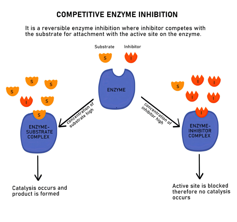 <p><span>The inhibitor physically blocks the active site. The enzyme can bind the substrate <em>or</em> the inhibitor, but never both at the same time.</span></p><p>Vmax Unchanged, <span>Km</span>: Increases</p><p><span>Elevated substrate outcompetes the inhibitor.</span></p><p><span>Example: statins (enz HMG - CoA reductase), ACE inhibitors, …</span></p>