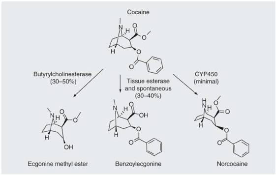 <p>Esterase (found in the liver)</p>
