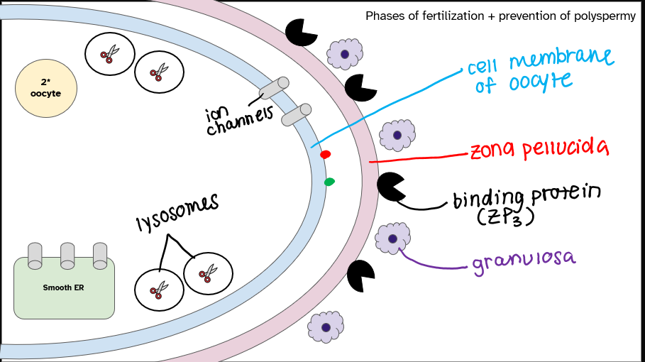 <ul><li><p>granulosa</p></li><li><p>binding protein (ZP3)</p></li><li><p>zona pellucida</p></li><li><p>cell mem of oocyte</p></li><li><p>ion channels </p></li><li><p>lysosomes</p></li><li><p>smooth ER</p></li></ul><p></p>