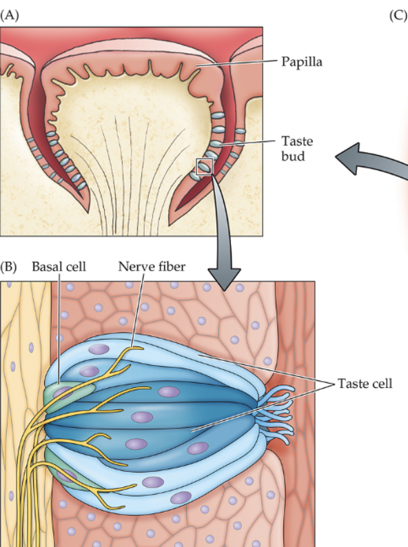 <p>The organ that houses papilla</p>