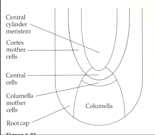 <p>columella mother cells</p>