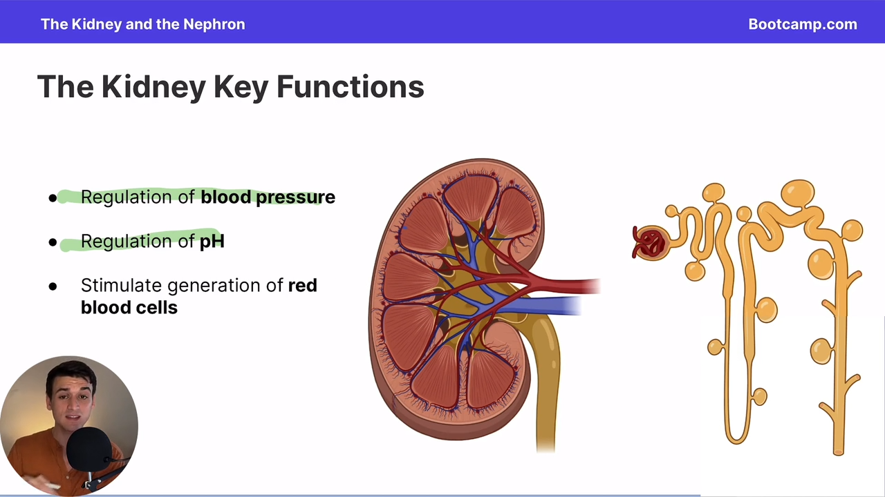 <p>Acid base balance</p><p>blood pressure regulation </p><p>RBC generation stimulation </p>