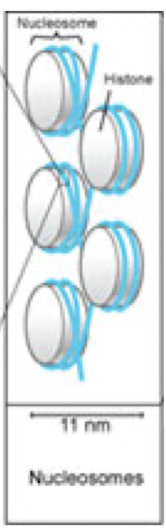 <p>linear</p><p>“beads on a string”</p>