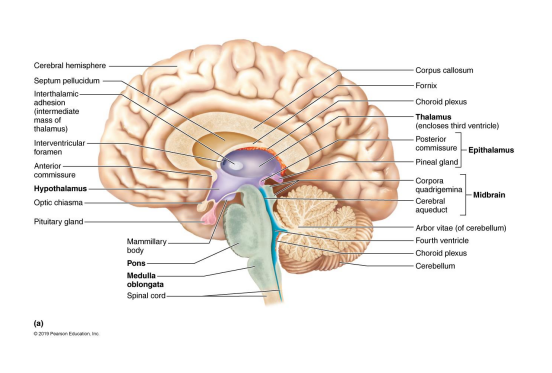 <ul><li><p>Thalamus → relay center for all sensory information (except smell) on its way to cerebral cortex</p></li><li><p>Hypothalamus → regulation of visceral activities and body functions, emotions, instincts, secretes hormones</p></li><li><p>Epithalamus → contains pineal gland, which secretes the hormone melanin</p></li></ul><p></p>