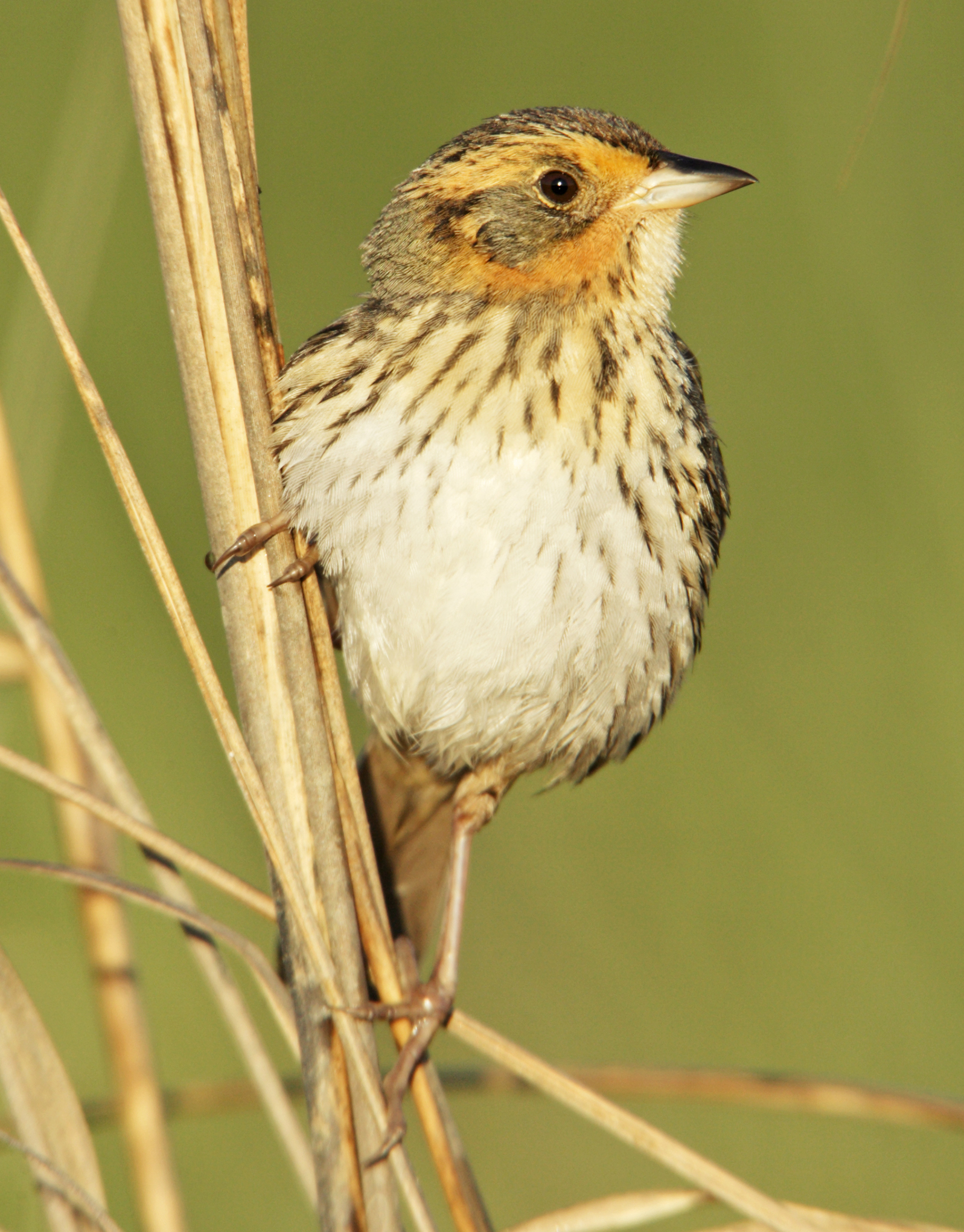 <p>Saltmarsh Sparrow</p>