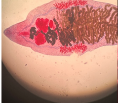 <p>přežvýkavci</p>