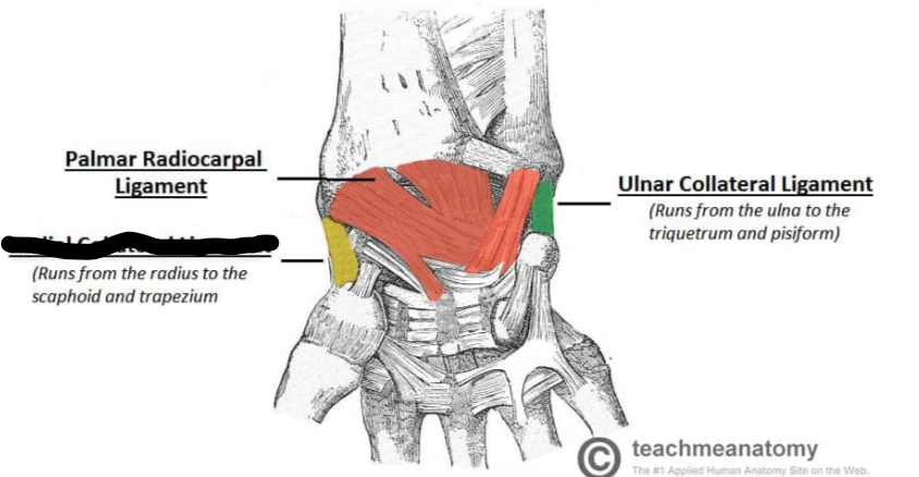 <p>What Wrist Ligament?</p>