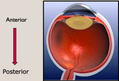 <p>1) A fibrous tunic, consisting of the sclera behind and the cornea in front;</p><p>2) A vascular pigmented tunic, comprising, from behind forward, the choroid, ciliary body, and iris</p><p>3) A nervous tunic, the retina.</p>