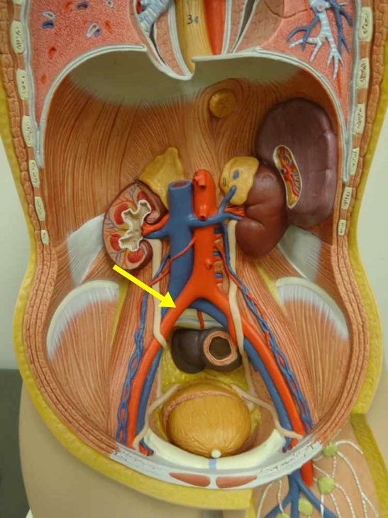 <p>Name the structure</p>