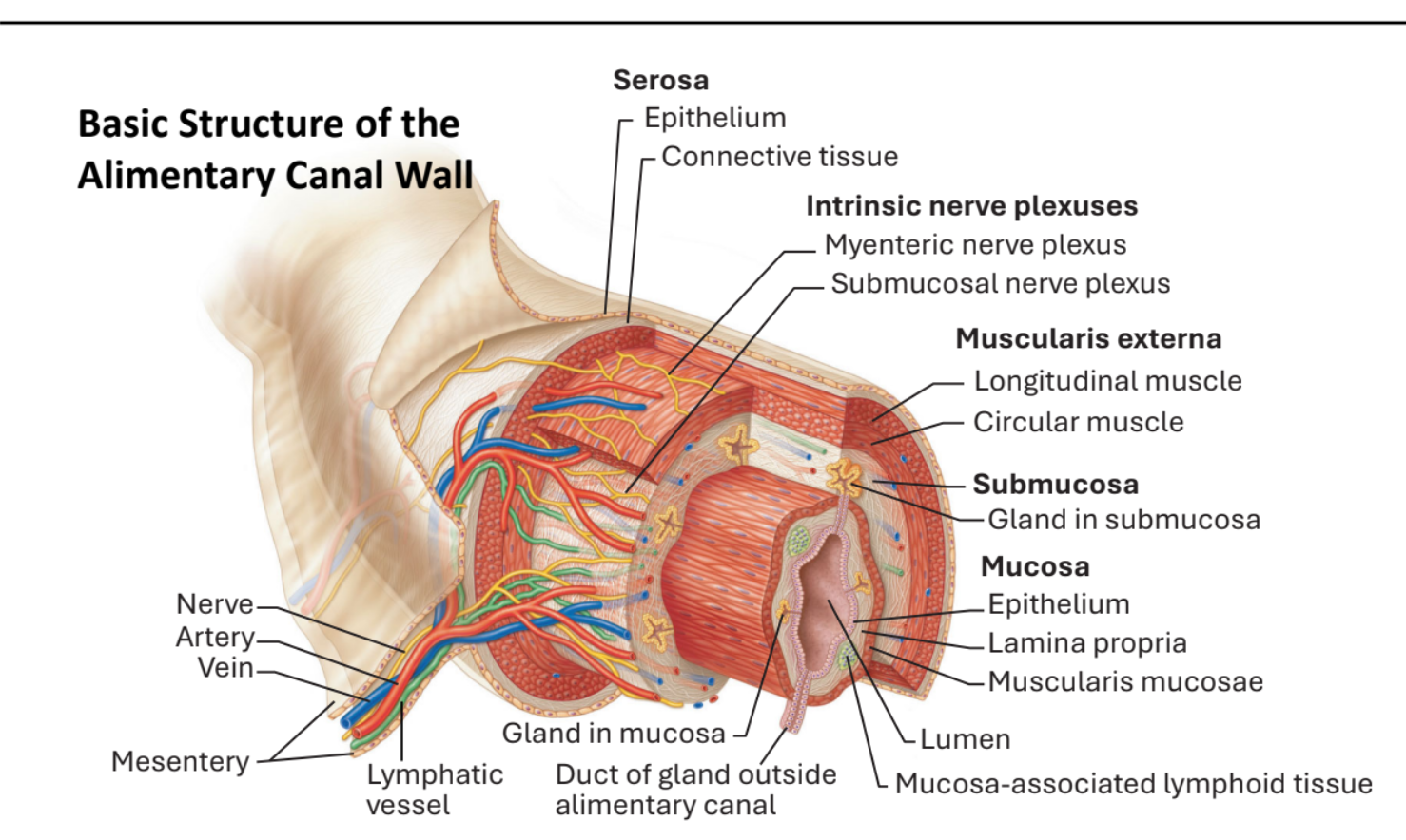 <ol><li><p>Mucosa → epithelium, lamina propria, muscularis mucosa</p></li><li><p>Submucosa → houses a portion of the enteric nervous system know as <strong>Meissner’s submucosal plexus</strong></p></li><li><p>Muscularis externa → major part of the enteric nervous system, <strong>Auerbach’s (myenteric) plexus, </strong>exists between the longitudinal and circular muscles.</p></li><li><p>Serosa → epithelium &amp; connective tisssue</p></li></ol><p></p>