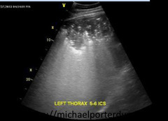 <p>What are you seeing on this equine ultrasound and what is your diagnosis?</p>