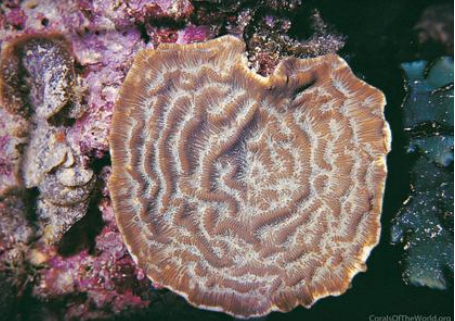 <p>CNIDARIA Wrinkle coral</p>