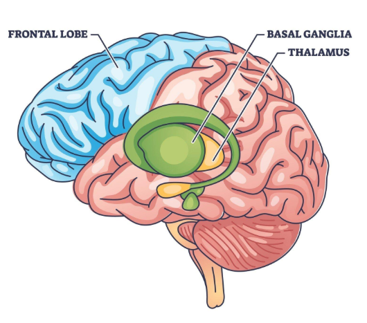 <p><span style="background-color: transparent;">The basal ganglia are deep brain structures involved in movement and skill learning</span></p>