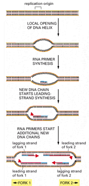 <p>replication bubble formed by replication fork<br><br><span>The major steps involved in the initiation of replication forks at replication origins. The structure formed at the last step, in which both strands of the parental DNA helix have been separated from each other and serve as templates for DNA synthesis, is called a <em>replication bubble</em></span></p>