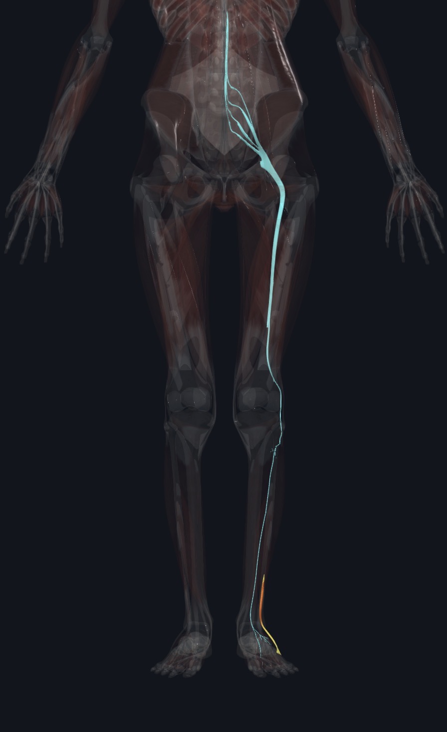 <p>Deep Fibular N. (L5,S1)</p>