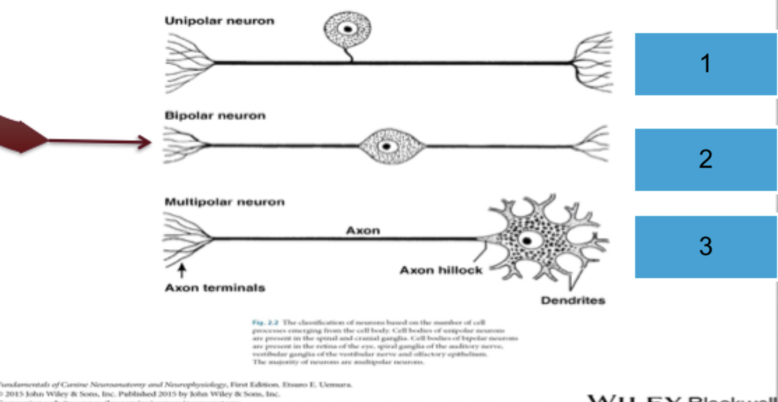 <p>What types of nerves are bipolar neurons (2)?</p>