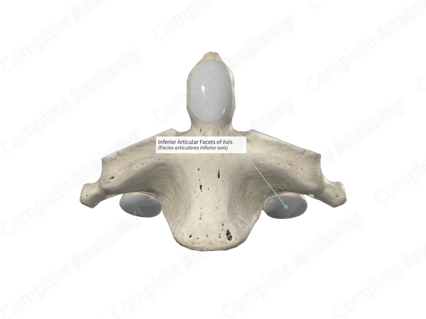 <p>Inferior articular facet</p>