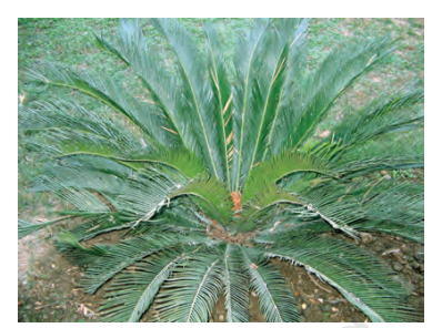 c. Cycas [Add diagram of Cycas plant here - NCERT Pg. 39]