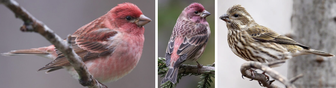 <ul><li><p><span style="background-color: transparent;"><strong>Habitat:</strong> summer- primarily moist cool evergreen forests, found in mixed forests, along wooded streams, and in tree-lined suburbs, winter- widespread- forests, shrubby areas, weedy fields, hedgerows, and backyards</span><span>&nbsp;</span></p></li><li><p><span style="background-color: transparent;"><strong>Diet:</strong> mainly seeds of conifer trees and elms, maples, etc., also eat soft buds, nectar, berries, and fruit, winter- seeds of low plants like dandelions and ragweed, also some insects- aphids, caterpillars, grasshoppers, and beetles</span></p></li><li><p><span style="background-color: transparent;"><strong>Characteristics:</strong> large and chunky among small forest birds, </span><span>males- whole head and breast red</span><span style="background-color: transparent;">, mixes with brown on back and white on belly, less striping on breast than housefinch; females- no red;conical beak, short notched tail</span></p></li></ul><p></p>