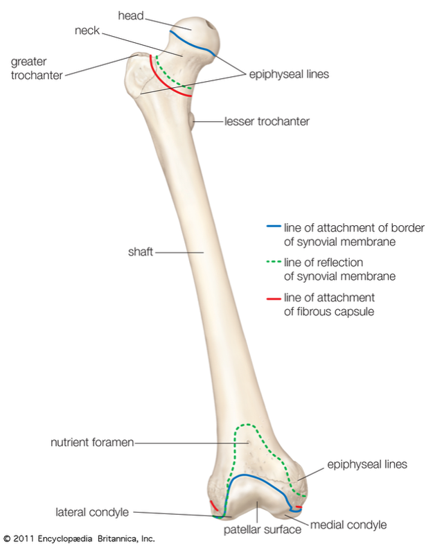 <p>Femur </p>