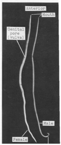 <p>What is the kingdom, phylum, order, and family of this parasite</p>