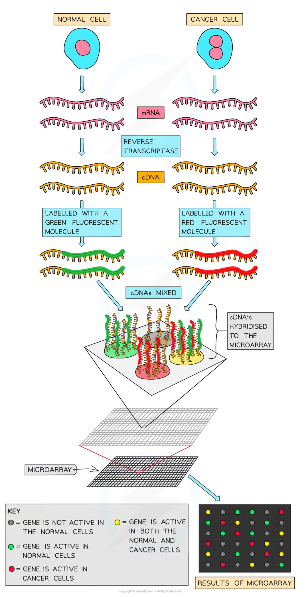 <ul><li><p>mRNA collected from both types of cells and reverse transcriptase is used to convert mRNa into cDNA</p></li><li><p>pcr may b used to increase qt of cDNA (occurs for all samples to remain proportional so a comparison can be made when anal coccurs)</p></li><li><p>fluorescent tags added to cDNA</p></li><li><p>cDNA denatured to produce single stranded DNA</p></li><li><p>single strande ddna mols allowed to hybridise w probes on microarray</p></li><li><p>when uv light shone on microarray the spots that fluoresce indicate that gene was transcribed (expressed) and intensity of light emitting from spot indicates qt of mrna produced (how active gene is)</p></li><li><p>if light emitted is of high intensity, then many mrna were present while low intensity emission indicates few mrna present</p></li></ul><p></p>