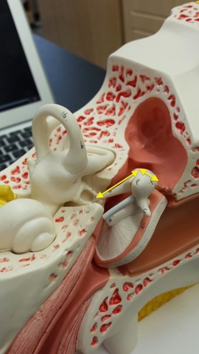 <p>What part of the ear is this? Hint: Miso - (Part Of Auditory Ossicles)</p>