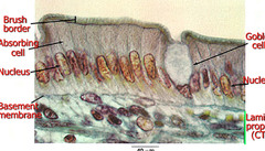 <p>Description: single layer of talls cells with round oval nuclei</p><p>Function: Absorption; secretion of mucus enzymes and other substances</p><p>Location: Digestive tract</p>