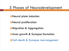 <p>Cell death and Synapse rearrangement</p>