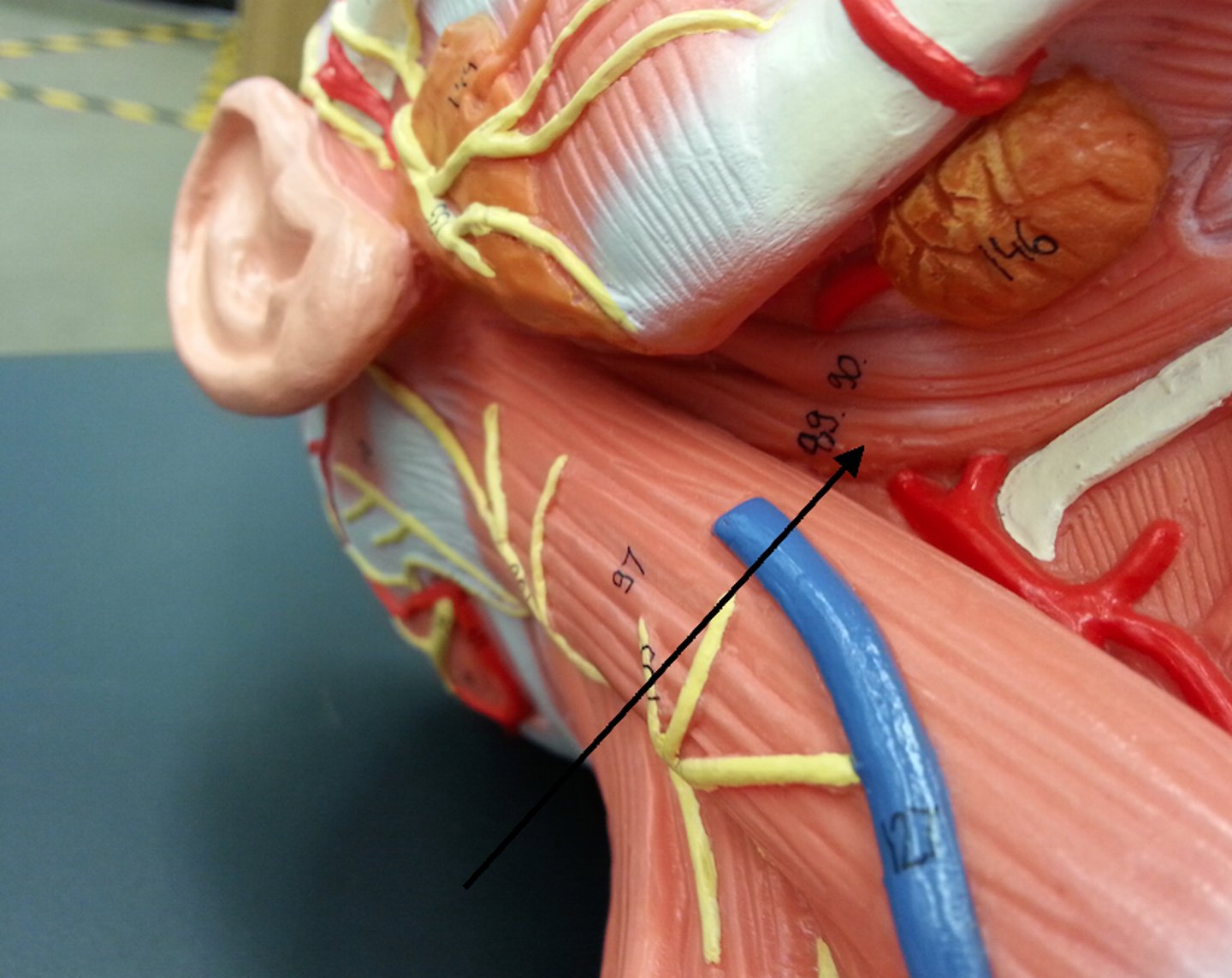 <p>action: pulls hyoid upward and back</p>