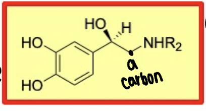 <p>What is the critical structural group of catecholamine β-agonists?</p>